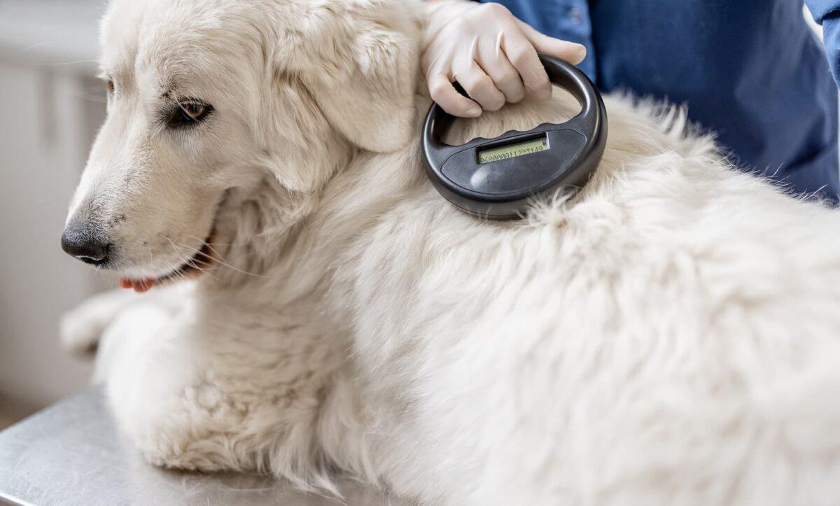 A large, white dog's microchip is scanned.