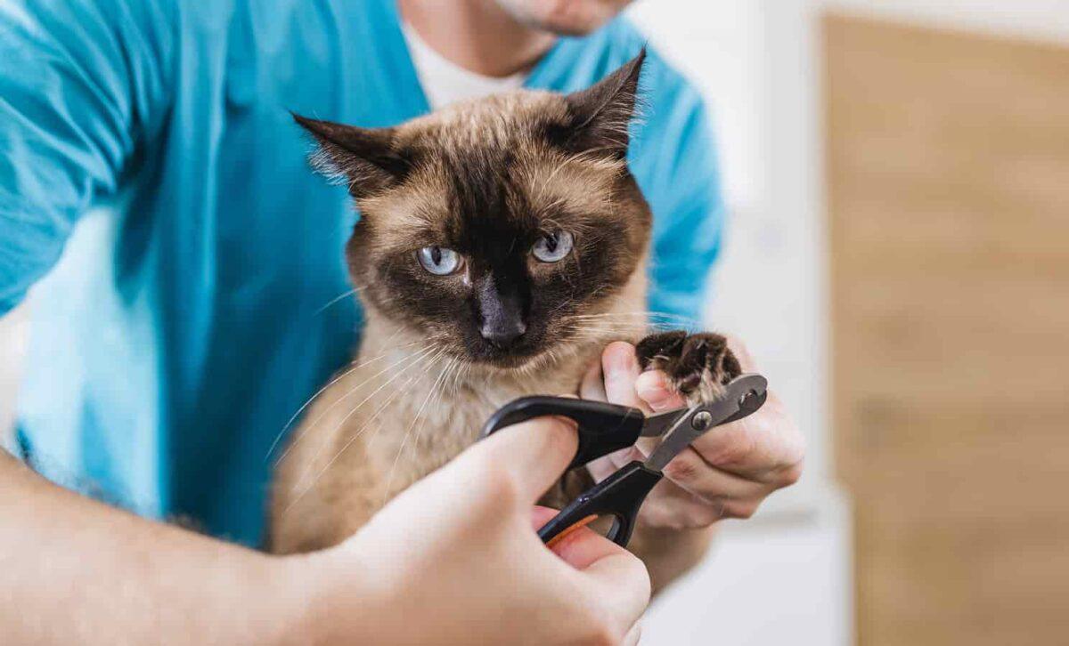 Siamese cat is having its nails clipped.