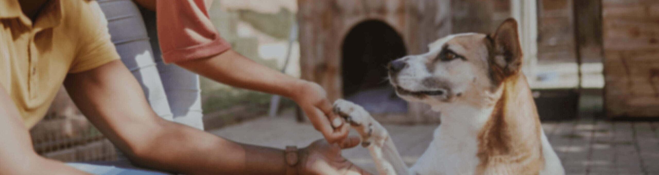 Handler hold dog's paw.
